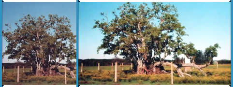 Ombu Historico de Federacion, Entre Rios